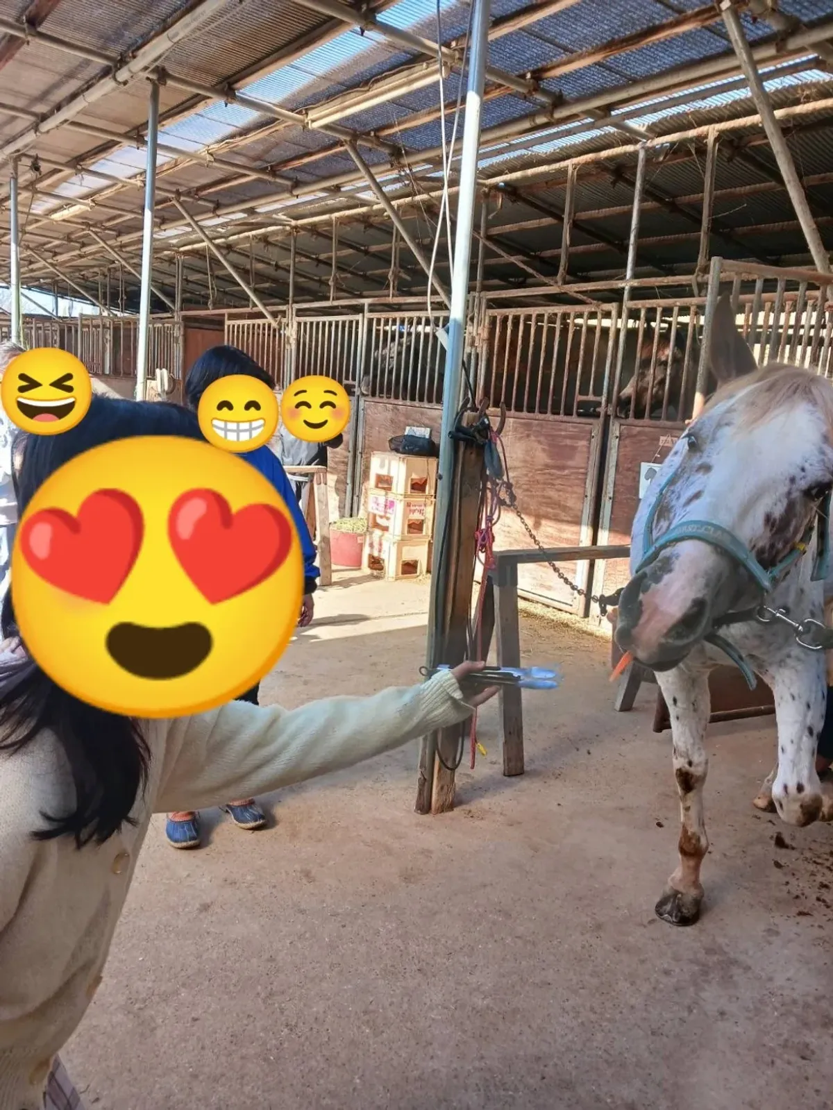 はぴねすまごころ松葉の写真 6
